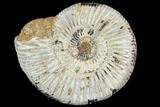 Polished Jurassic Ammonite (Perisphinctes) - Madagascar #104941-1